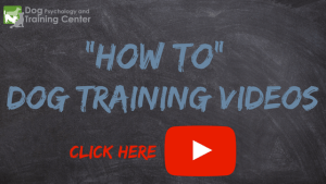 dog training videos how to