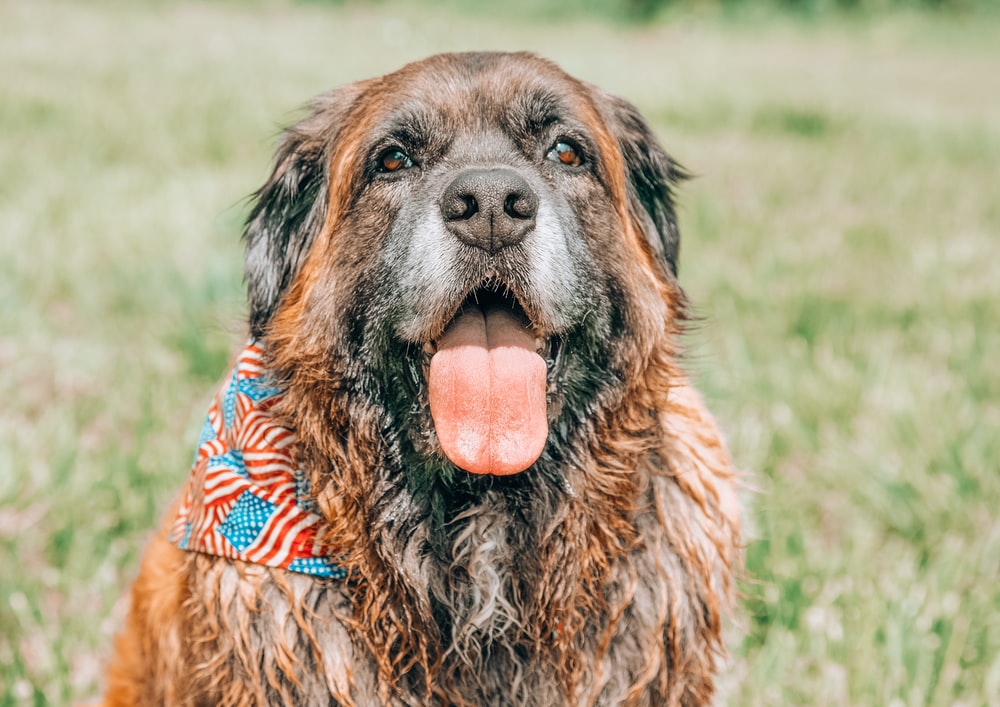 https://unsplash.com/photos/Ls6_-UWGGiA brown and black long coated dog lying on green grass field during daytime