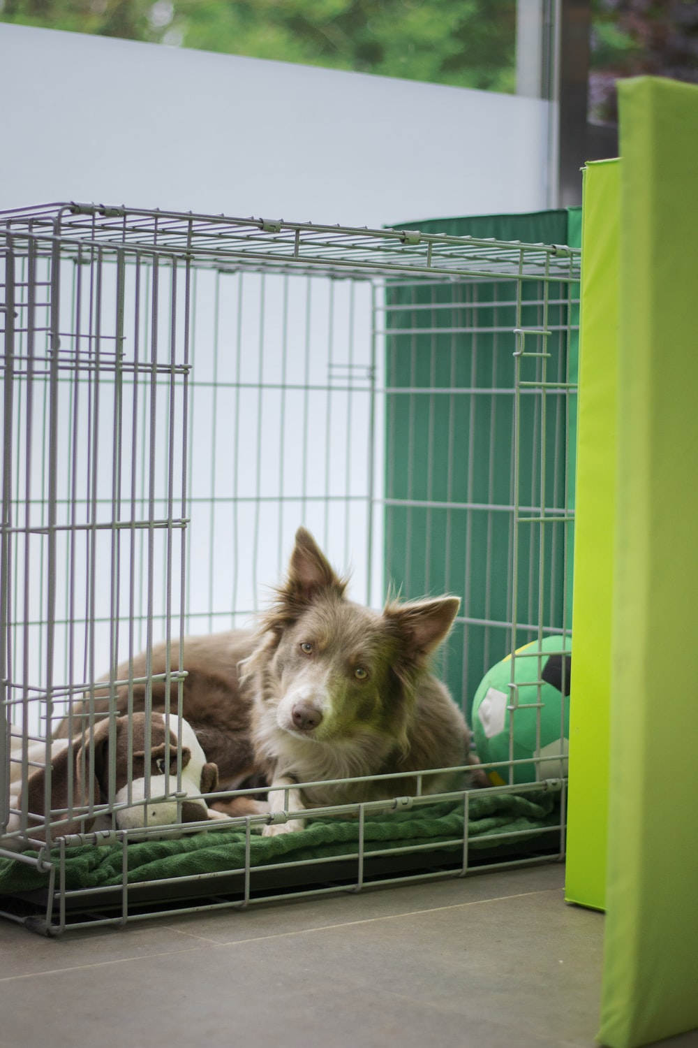 https://unsplash.com/photos/Rb6rEX0yF08 brown and white short coated dog in cage