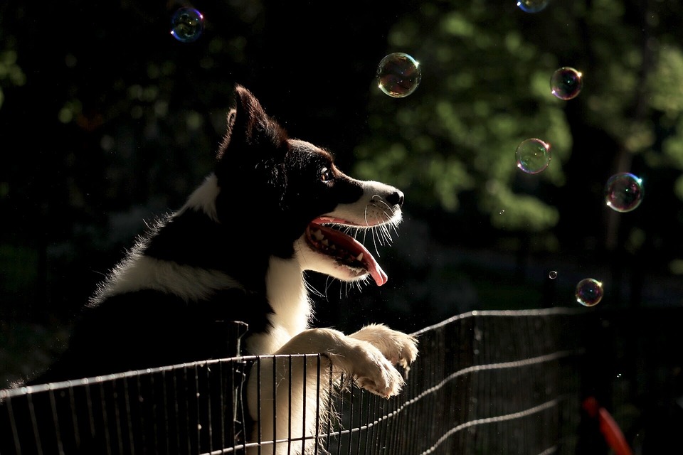 https://pixabay.com/photos/dog-puppy-collie-border-collie-2848295/ Dog, Puppy, Collie, Border Collie, Bubble, Bubbles