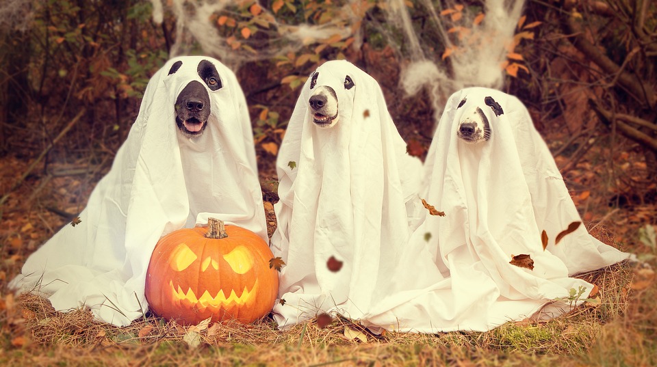 https://pixabay.com/photos/halloween-pumpkin-gourd-creepy-2870607/ Halloween, Pumpkin, Gourd, Creepy, Pumpkins Autumn