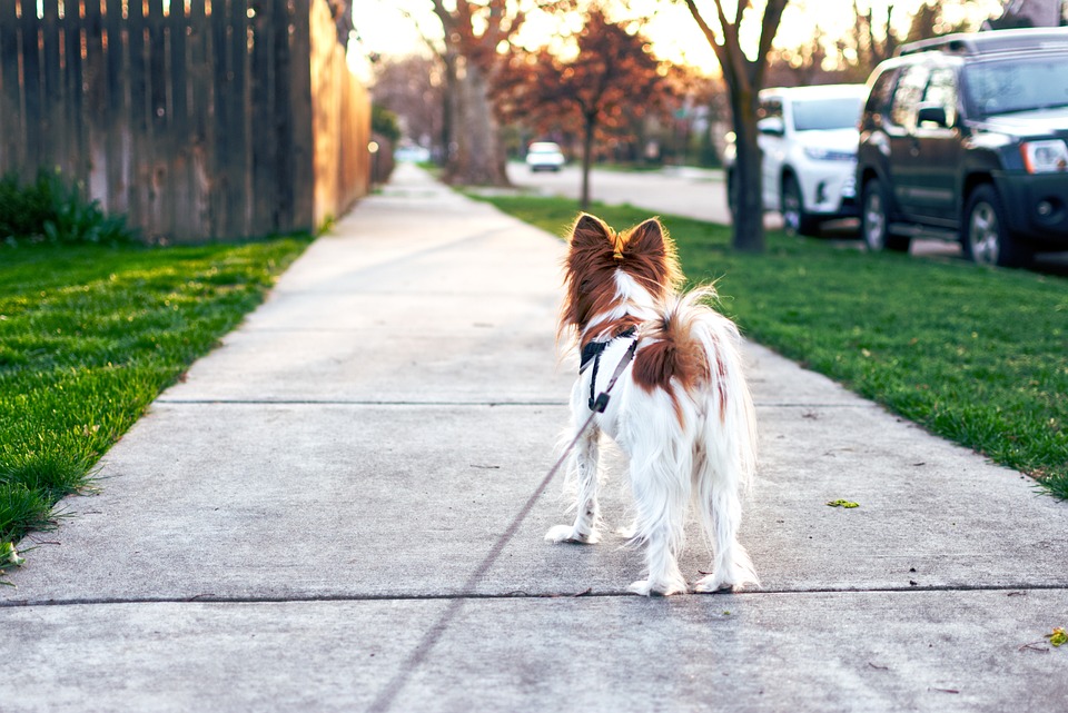 https://pixabay.com/photos/dog-sunset-evening-sky-walking-4259565/ Dog, Sunset, Evening, Sky, Walking, Animal, Summer