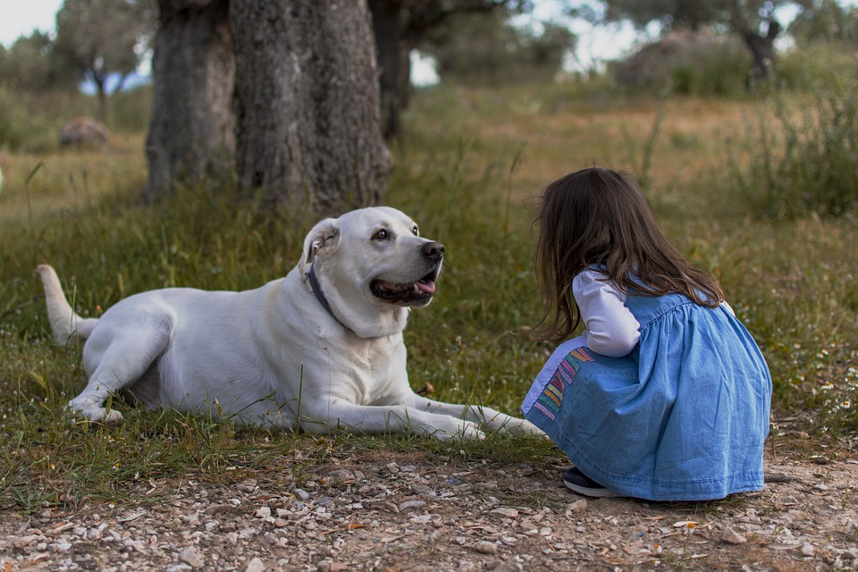 Kid, Dog, Outdoors, Little Girl, Girl, Child, Pet
