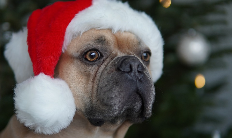 https://pixabay.com/photos/santa-claus-french-bulldog-christmas-5870093/ Santa Claus, French Bulldog, Christmas, Santa Hat, Dog