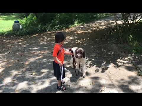 Raider Helps with Training Doodle to Walk Nicely on a Leash... even when the cat runs by