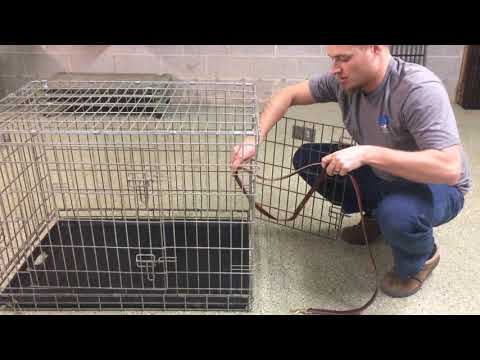 Tips for getting Aggressive or Dangerous Dog Out of Crate