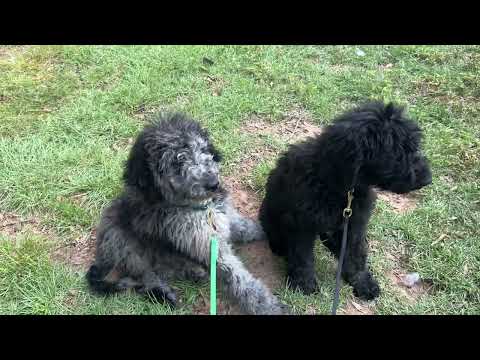 Puppies Looking Confused - Birdie and Higgins (Bernedoodles)