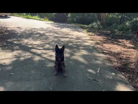 Practical Use Case for Stop Command | Dog Training, German Shepherd Puppy