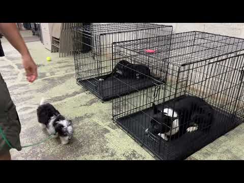 Cash and Colby - Dog Reactivity - Day 1 vs Day 4 | BEFORE & AFTER