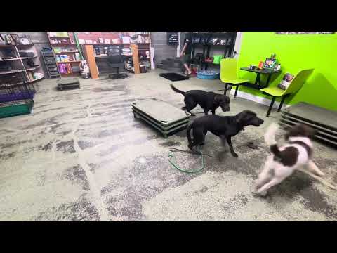 When and How to Stop Dogs Rough Play Using Enough - Lilly, June and Marley