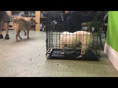 French Bulldog Crate Reactivity - Using Food Reward and Spray Bottle Correction