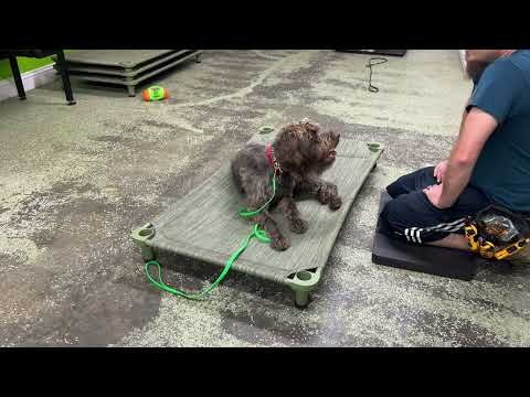 Practicing with Anxious Dog Make your head easy on the cot - Otto