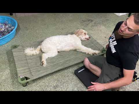 Teaching Calm Through Words and Massage w/ Leia the Doodle
