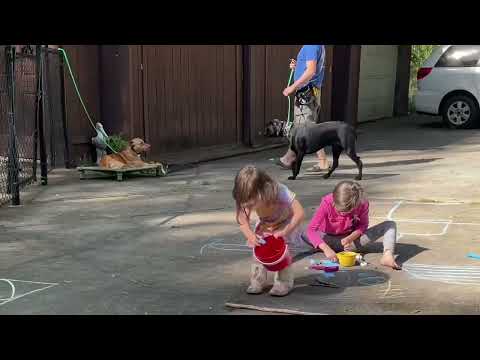 Reactive Dogs Together with Kids. Calm Outside | Aggressive/Reactive Dog Rehab