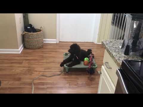 Socialize your dog to Sounds - so they aren't started later | Ninja blender - Golden Doodle Oakley