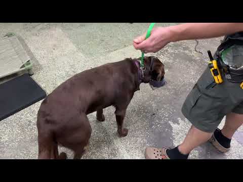 Muzzle Conditioning and Calm Equipment Removal