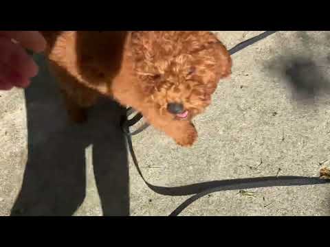 Puppy Recall - Mini Golden Doodle Outside with Chickens - Moose