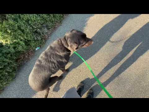 Doug Working on his Excitement / Reactivity at the Park with other People, Dogs, Cars, Bikes etc