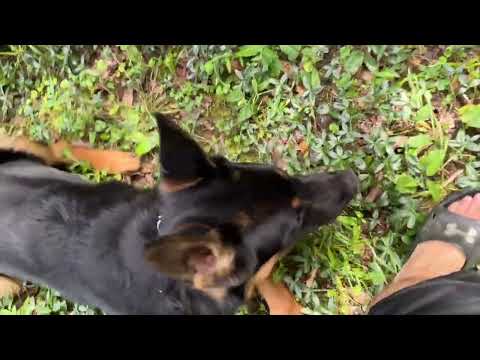 Unedited Training Footage. German Shepherd Obedience Around Free Range Chickens - Bravo