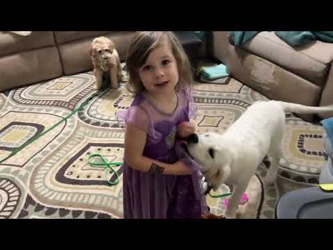 Lily, Bella and Vega upstairs - Puppies with Babies