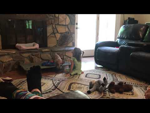 Movie time with French Bulldog puppy holding a Place command. E Collar Training.