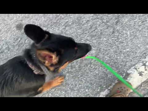 Bravo German Shepherd Practicing Down Command and Walking