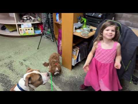 Making little dog trainers - Vega does Stationing with Hendricks and Laila Cavalier and Pit Bull