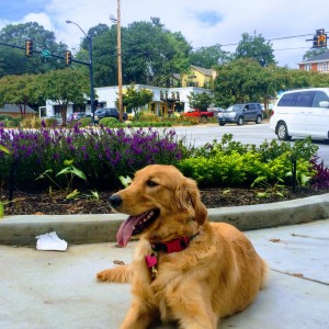 Rosie Golden Retriever Puppy