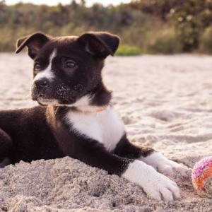 puppy training fort wayne in