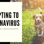 Homeschooling your dog during Coronavirus