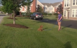 Lead Your Dog Into Greatness