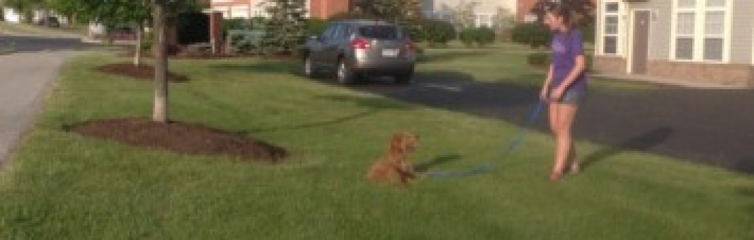 Lead Your Dog Into Greatness