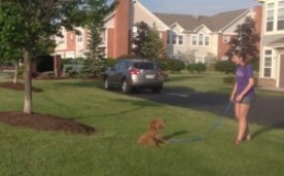 Lead Your Dog Into Greatness