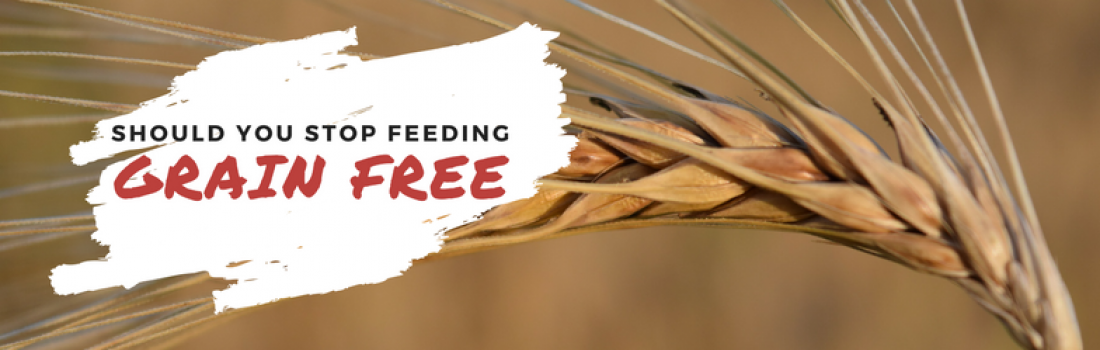 Should You STOP Feeding Grain Free?