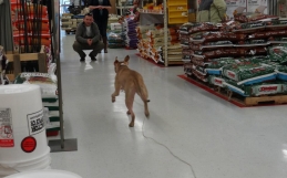 How Many Words Can a Dog Understand?