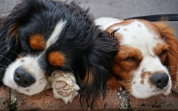 Four Best Etiquette Tips for Your Dog