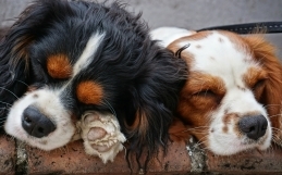 Four Best Etiquette Tips for Your Dog