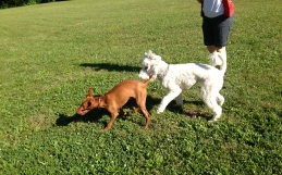 Playing is Learning