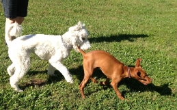 Playing is Learning
