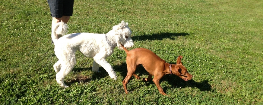 Doggy daycare in Fort Wayne