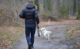 Is My Dog Getting Enough Exercise?