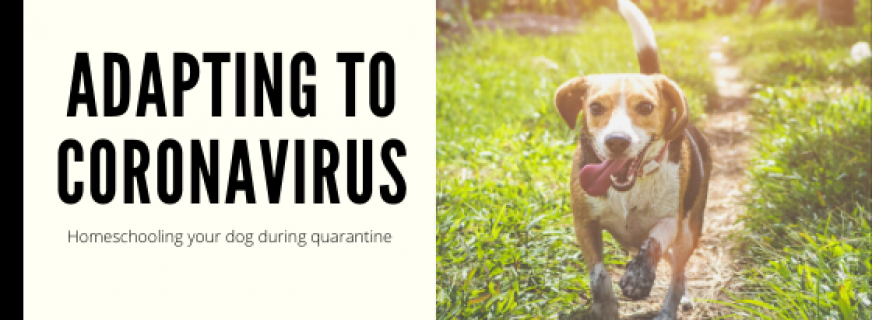 How To Homeschool Your Dog | Adapting To Coronavirus