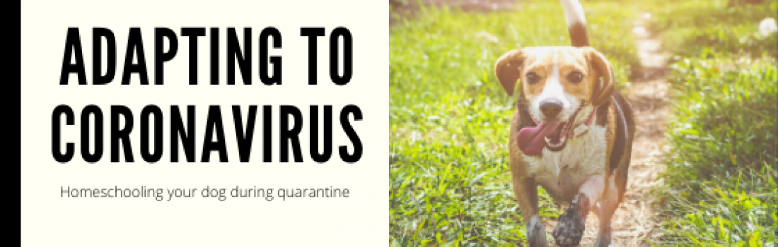 How To Homeschool Your Dog | Adapting To Coronavirus