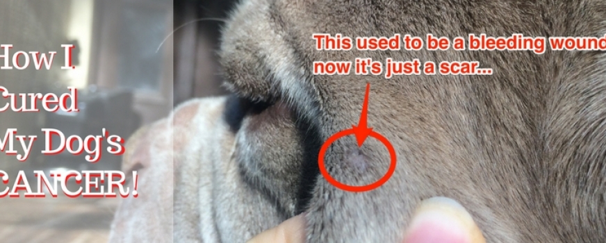 Dog training article about curing a dog's cancer