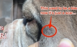 How I Cured My Dog’s Cancer