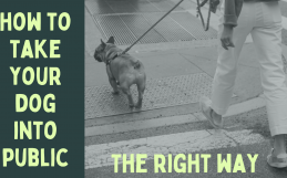 How to Take Your Dog Into Public | Dog Training
