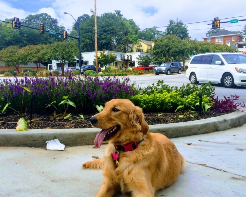 Rosie Golden Retriever Puppy