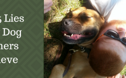 Top 5️⃣ Lies New Dog Owners Believe