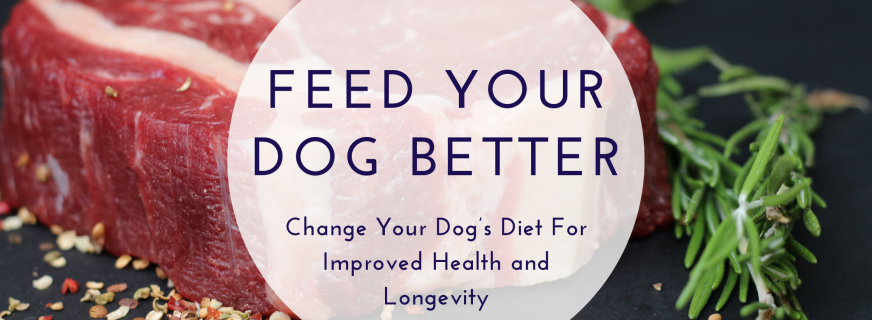 Feed Your Dog Better | Dog Training