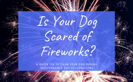 Is Your Dog Scared of Fireworks? | Dog Training